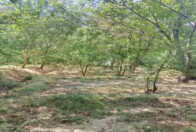 زمین کشاورزی ۱۲۰۰ متر در روستای نوا