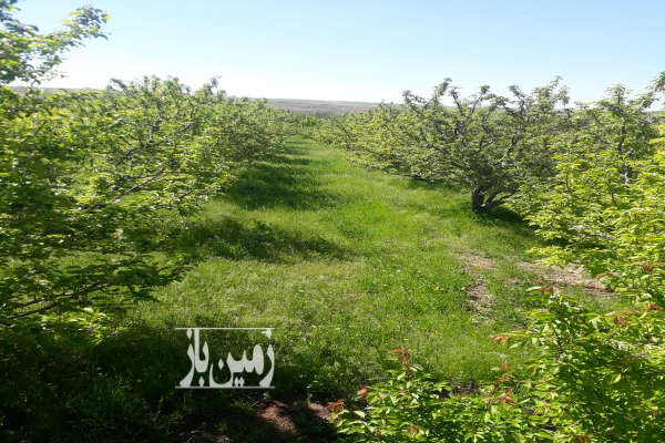 یک قطعه باغ سیب زار ۵۶۰۰ متر مراغه روستای کهجوق-2