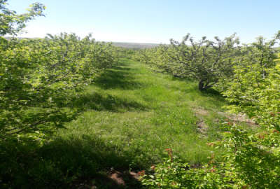 یک قطعه باغ سیب زار ۵۶۰۰ متر مراغه روستای کهجوق