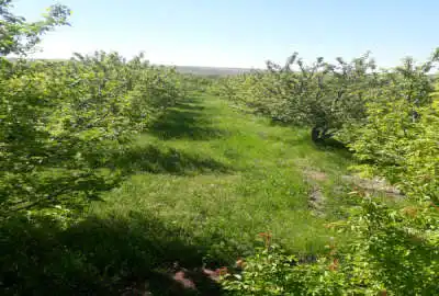 یک قطعه باغ سیب زار ۵۶۰۰ متر مراغه روستای کهجوق