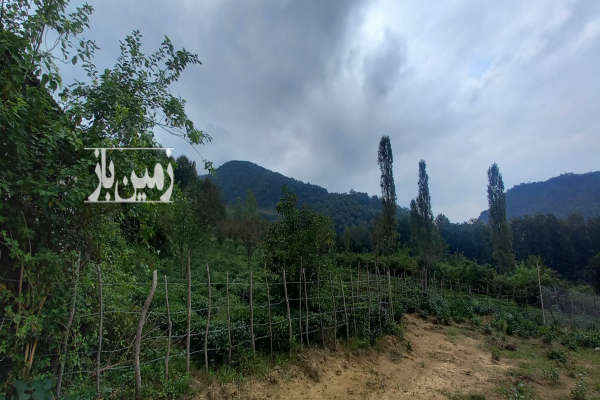 باغ چایی واقع در بخش دالخانی رامسر روستای جلو ۲۷۳ متر-1