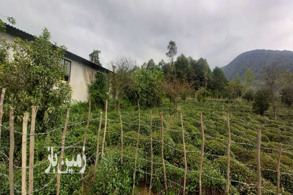 باغ چایی واقع در بخش دالخانی رامسر روستای جلو ۲۷۳ متر-2