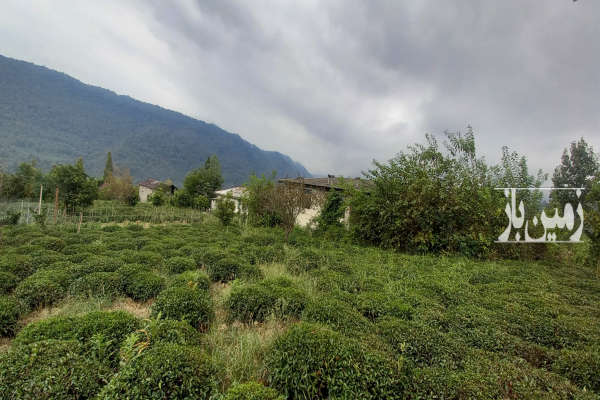 باغ چایی واقع در بخش دالخانی رامسر روستای جلو ۲۷۳ متر-3