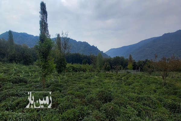 باغ چایی واقع در بخش دالخانی رامسر روستای جلو ۲۷۳ متر-4
