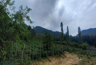 باغ چایی واقع در بخش دالخانی رامسر روستای جلو ۲۷۳ متر