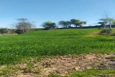 زمین باغی و ویلایی با ویوی عالی ۱۳۳۰ متر میاندرود پیله کوه