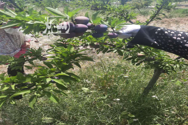 زمین باغی در روستای طارند مشجر با بیش از ۵۰ درختان مثمر-2