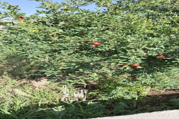 زمین باغی در روستای طارند مشجر با بیش از ۵۰ درختان مثمر-3
