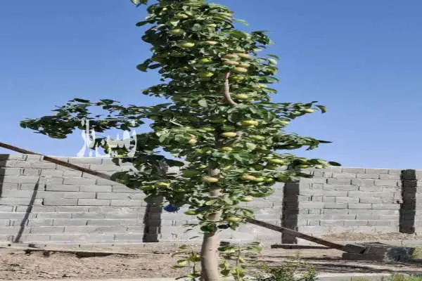 زمین باغی در روستای طارند مشجر با بیش از ۵۰ درختان مثمر - تصویر 3