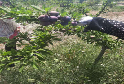 زمین باغی در روستای طارند مشجر با بیش از ۵۰ درختان مثمر