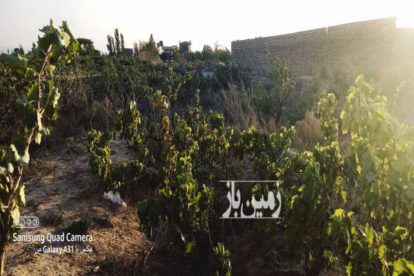 باغ انگور سند تک برگ با سهم آب در تاکستان ۹۲۸ متر-1