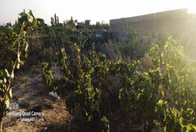 باغ انگور سند تک برگ با سهم آب در تاکستان ۹۲۸ متر