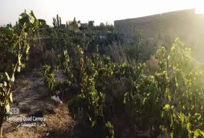 باغ انگور سند تک برگ با سهم آب در تاکستان ۹۲۸ متر