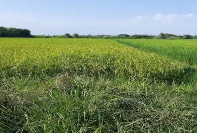 زمین شالیزار به متراژ ۶۶۶۶ جاده پیربازار به چوکام بر اصلی