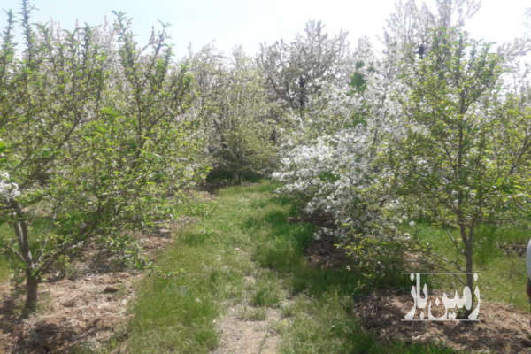 باغ میوه در روستای زیبای کندور ابتدای جاده چالوس ۷۰۰ متر-1