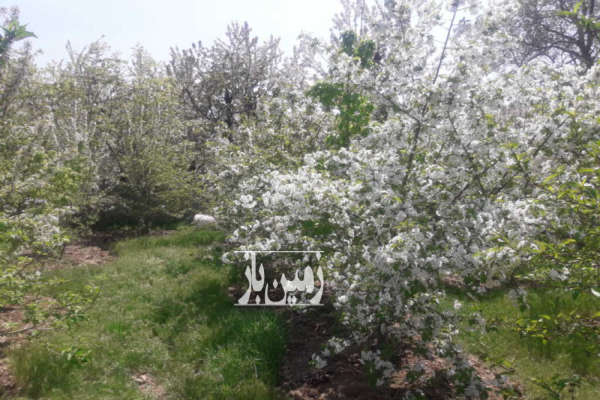 باغ میوه در روستای زیبای کندور ابتدای جاده چالوس ۷۰۰ متر-2