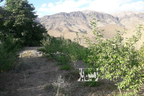 باغ میوه در روستای زیبای کندور ابتدای جاده چالوس ۷۰۰ متر-3