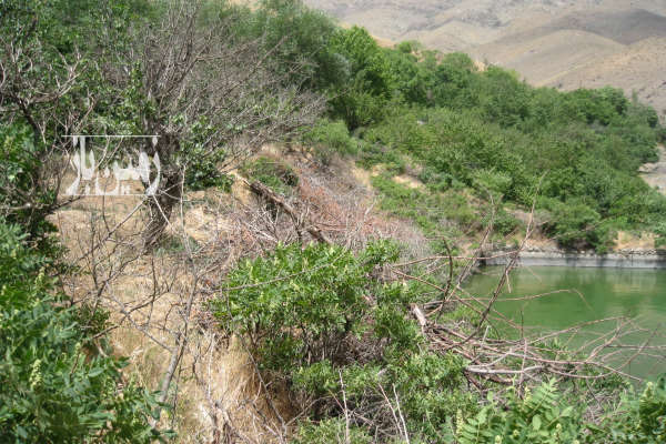 باغ میوه در روستای زیبای کندور ابتدای جاده چالوس ۷۰۰ متر-4