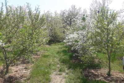 باغ میوه در روستای زیبای کندور ابتدای جاده چالوس ۷۰۰ متر