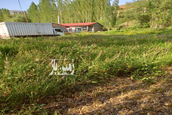 زمین ۵۵۰ متر جاده چالوس روستای ازادبر آسارا-4