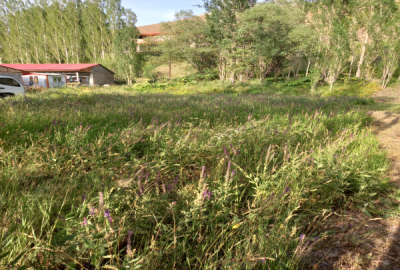 زمین ۵۵۰ متر جاده چالوس روستای ازادبر آسارا