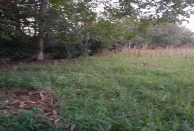 زمین خانه باغ متراژ ۴۰۰ روستای ابراهیم سرا