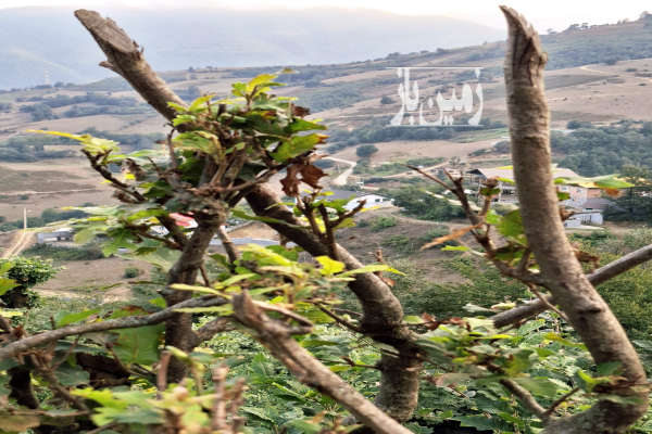 زمین ۵۰۰ متر بعد از مرزن آباد روستای اغوزداربن-1