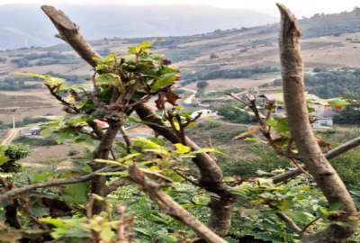 زمین ۵۰۰ متر بعد از مرزن آباد روستای اغوزداربن