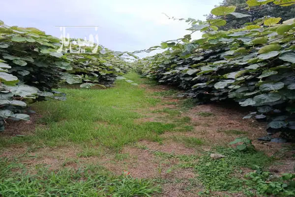باغ کیوی مسکونی محیطی دنج در چایجان ۳۳۱۱ متر - تصویر 3