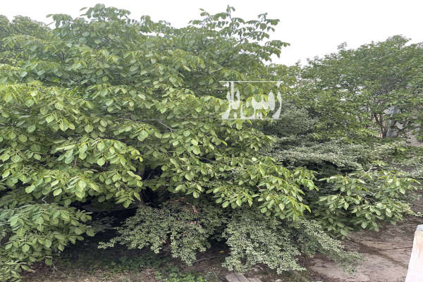 باغ ۸۵۰ متری با ویو رودخانه در دماوند-1