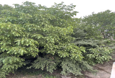 باغ ۸۵۰ متری با ویو رودخانه در دماوند