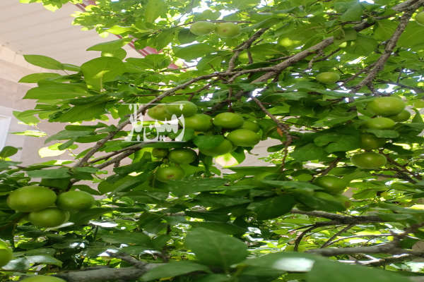 فروش زمین شهر دستجرد قم به مساحت ۸۰۰ متر-3