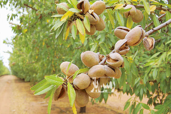 فروش باغ میوه پلاک های ۳۰۰۰ متردر محله وحدت آباد-2