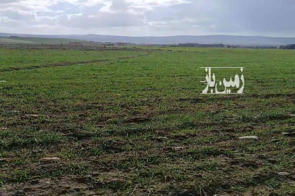 فروش زمین کشاورزی ۶۰۰۰ متر آبی جاده شاهیندژ هاچه سو-3