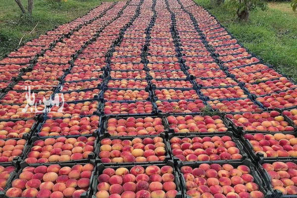 فروش باغ هلو ۱۲۰۰۰ متری واقع در روستای گاومیش گلی-3