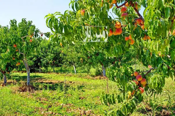 فروش باغ هلو ۱۲۰۰۰ متری واقع در روستای گاومیش گلی - تصویر 2
