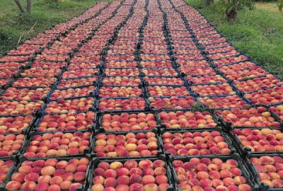 فروش باغ هلو ۱۲۰۰۰ متری واقع در روستای گاومیش گلی