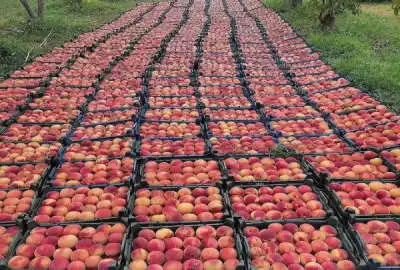 فروش باغ هلو ۱۲۰۰۰ متری واقع در روستای گاومیش گلی