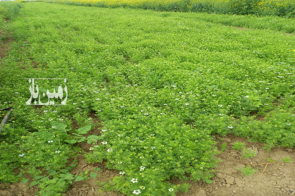 زمین کشاورزی نیم هکتار در روستای ده عبدلله-1