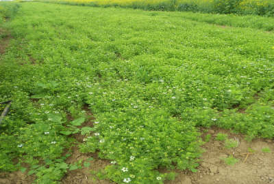 زمین کشاورزی نیم هکتار در روستای ده عبدلله