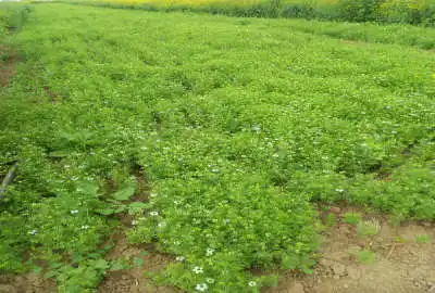 زمین کشاورزی نیم هکتار در روستای ده عبدلله