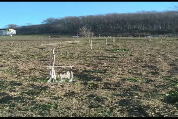 فروش زمین نزدیک بافت و جنگل کلیجان رستاق روستای آبکسر - تصویر 2