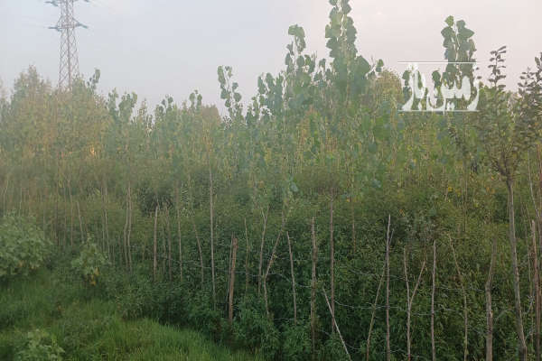 زمین فروشی با کاربری زراعی به متراژ ۲۶۹ متر-1