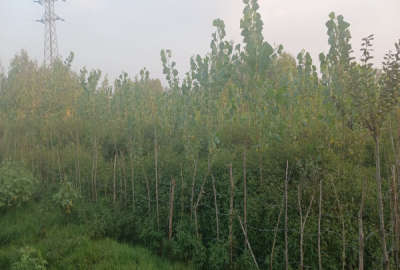زمین فروشی با کاربری زراعی به متراژ ۲۶۹ متر
