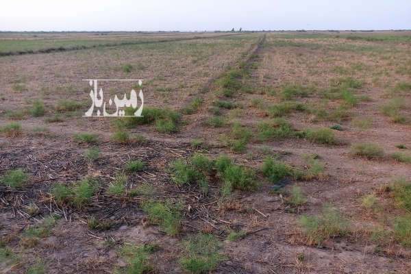 دو هکتار زمین روستای محمد آباد قابلیت اجرای مرغداری گلخانه گاو داری و غیره-3