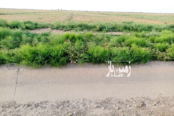 دو هکتار زمین روستای محمد آباد قابلیت اجرای مرغداری گلخانه گاو داری و غیره-4