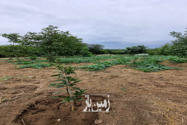 سه پلاک زمین جمعا ۴۹۰۰ متر واقع در ساری روستای تلوباغ-3