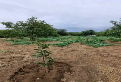 سه پلاک زمین جمعا ۴۹۰۰ متر واقع در ساری روستای تلوباغ