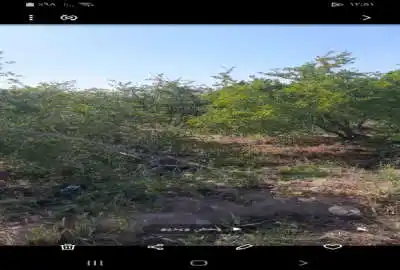 فروش باغ انار ۵۰۰ متری واقع در ساوه روستای لالائین