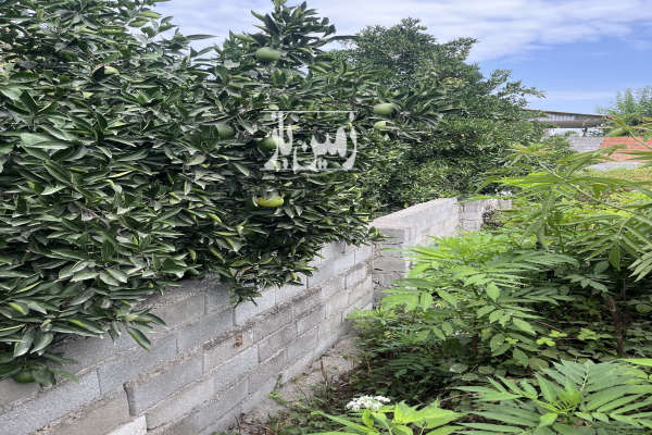 فروش زمین ۲۰۳متر در خیابان ساری روستای ساروکلا-2
